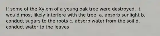 If some of the Xylem of a young oak tree were destroyed, it would most likely interfere with the tree. a. absorb sunlight b. conduct sugars to the roots c. absorb water from the soil d. conduct water to the leaves