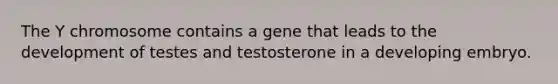 The Y chromosome contains a gene that leads to the development of testes and testosterone in a developing embryo.