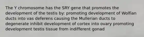 The Y chromosome has the SRY gene that promotes the development of the testis by: promoting development of Wolfian ducts into vas deferens causing the Mullerian ducts to degenerate inhibit development of cortex into ovary promoting development testis tissue from indifferent gonad