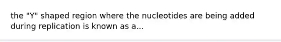 the "Y" shaped region where the nucleotides are being added during replication is known as a...