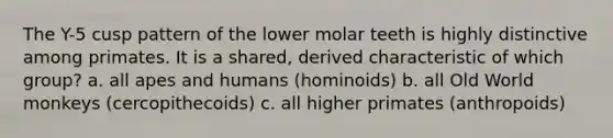 The Y-5 cusp pattern of the lower molar teeth is highly distinctive among primates. It is a shared, derived characteristic of which group? a. all apes and humans (hominoids) b. all Old World monkeys (cercopithecoids) c. all higher primates (anthropoids)