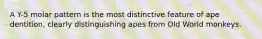 A Y-5 molar pattern is the most distinctive feature of ape dentition, clearly distinguishing apes from Old World monkeys.
