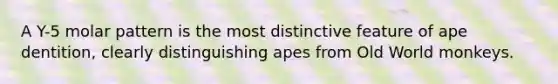 A Y-5 molar pattern is the most distinctive feature of ape dentition, clearly distinguishing apes from Old World monkeys.