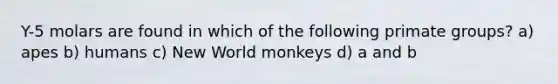 Y-5 molars are found in which of the following primate groups? a) apes b) humans c) New World monkeys d) a and b