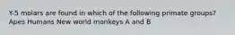 Y-5 molars are found in which of the following primate groups? Apes Humans New world monkeys A and B