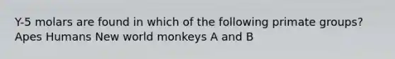 Y-5 molars are found in which of the following primate groups? Apes Humans New world monkeys A and B