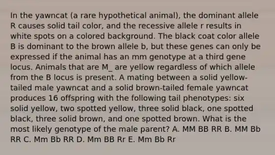 In the yawncat (a rare hypothetical animal), the dominant allele R causes solid tail color, and the recessive allele r results in white spots on a colored background. The black coat color allele B is dominant to the brown allele b, but these genes can only be expressed if the animal has an mm genotype at a third gene locus. Animals that are M_ are yellow regardless of which allele from the B locus is present. A mating between a solid yellow-tailed male yawncat and a solid brown-tailed female yawncat produces 16 offspring with the following tail phenotypes: six solid yellow, two spotted yellow, three solid black, one spotted black, three solid brown, and one spotted brown. What is the most likely genotype of the male parent? A. MM BB RR B. MM Bb RR C. Mm Bb RR D. Mm BB Rr E. Mm Bb Rr