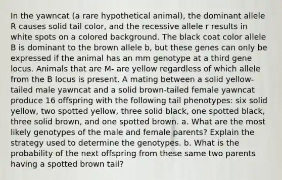 In the yawncat (a rare hypothetical animal), the dominant allele R causes solid tail color, and the recessive allele r results in white spots on a colored background. The black coat color allele B is dominant to the brown allele b, but these genes can only be expressed if the animal has an mm genotype at a third gene locus. Animals that are M- are yellow regardless of which allele from the B locus is present. A mating between a solid yellow-tailed male yawncat and a solid brown-tailed female yawncat produce 16 offspring with the following tail phenotypes: six solid yellow, two spotted yellow, three solid black, one spotted black, three solid brown, and one spotted brown. a. What are the most likely genotypes of the male and female parents? Explain the strategy used to determine the genotypes. b. What is the probability of the next offspring from these same two parents having a spotted brown tail?