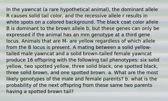 In the yawncat (a rare hypothetical animal), the dominant allele R causes solid tail color, and the recessive allele r results in white spots on a colored background. The black coat color allele B is dominant to the brown allele b, but these genes can only be expressed if the animal has an mm genotype at a third gene locus. Animals that are M- are yellow regardless of which allele from the B locus is present. A mating between a solid yellow-tailed male yawncat and a solid brown-tailed female yawncat produce 16 offspring with the following tail phenotypes: six solid yellow, two spotted yellow, three solid black, one spotted black, three solid brown, and one spotted brown. a. What are the most likely genotypes of the male and female parents? b. what is the probability of the next offspring from these same two parents having a spotted brown tail?