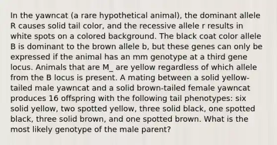 In the yawncat (a rare hypothetical animal), the dominant allele R causes solid tail color, and the recessive allele r results in white spots on a colored background. The black coat color allele B is dominant to the brown allele b, but these genes can only be expressed if the animal has an mm genotype at a third gene locus. Animals that are M_ are yellow regardless of which allele from the B locus is present. A mating between a solid yellow-tailed male yawncat and a solid brown-tailed female yawncat produces 16 offspring with the following tail phenotypes: six solid yellow, two spotted yellow, three solid black, one spotted black, three solid brown, and one spotted brown. What is the most likely genotype of the male parent?