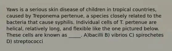 Yaws is a serious skin disease of children in tropical countries, caused by Treponema pertenue, a species closely related to the bacteria that cause syphilis. Individual cells of T. pertenue are helical, relatively long, and flexible like the one pictured below. These cells are known as _____. A)bacilli B) vibrios C) spirochetes D) streptococci