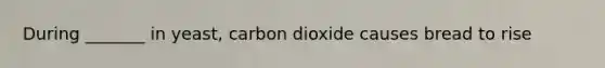 During _______ in yeast, carbon dioxide causes bread to rise