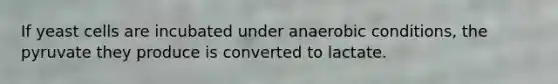 If yeast cells are incubated under anaerobic conditions, the pyruvate they produce is converted to lactate.