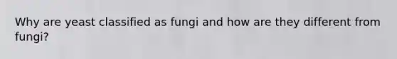 Why are yeast classified as fungi and how are they different from fungi?