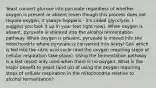 Yeast convert glucose into pyruvate regardless of whether oxygen is present or absent (even though this process does not require oxygen, it always happens - it's called glycolysis. I suggest you look it up in your text right now). When oxygen is absent, pyruvate is shunted into the alcohol fermentation pathway. When oxygen is present, pyruvate is moved into the mitochondria where pyruvate is converted into Acetyl CoA which is fed into the citric acid cycle (and the oxygen requiring steps of cellular respiration take place). Using the fermentation pathway is a last resort only used when there is no oxygen. What is the major benefit to yeast (and us) of using the oxygen requiring steps of cellular respiration in the mitochondria relative to alcohol fermentation?