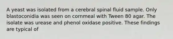 A yeast was isolated from a cerebral spinal fluid sample. Only blastoconidia was seen on cornmeal with Tween 80 agar. The isolate was urease and phenol oxidase positive. These findings are typical of