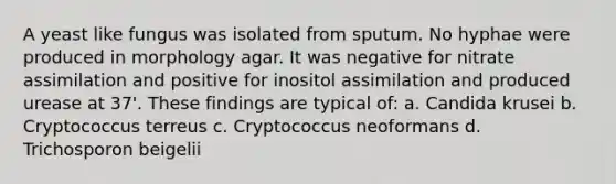 A yeast like fungus was isolated from sputum. No hyphae were produced in morphology agar. It was negative for nitrate assimilation and positive for inositol assimilation and produced urease at 37'. These findings are typical of: a. Candida krusei b. Cryptococcus terreus c. Cryptococcus neoformans d. Trichosporon beigelii