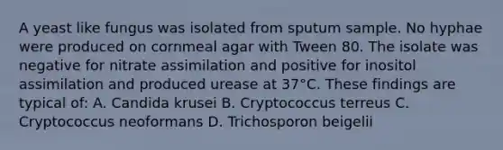 A yeast like fungus was isolated from sputum sample. No hyphae were produced on cornmeal agar with Tween 80. The isolate was negative for nitrate assimilation and positive for inositol assimilation and produced urease at 37°C. These findings are typical of: A. Candida krusei B. Cryptococcus terreus C. Cryptococcus neoformans D. Trichosporon beigelii