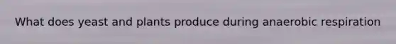 What does yeast and plants produce during anaerobic respiration