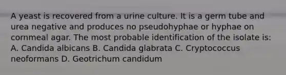 A yeast is recovered from a urine culture. It is a germ tube and urea negative and produces no pseudohyphae or hyphae on cornmeal agar. The most probable identification of the isolate is: A. Candida albicans B. Candida glabrata C. Cryptococcus neoformans D. Geotrichum candidum