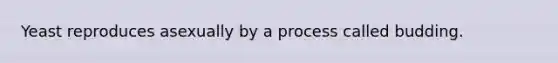 Yeast reproduces asexually by a process called budding.