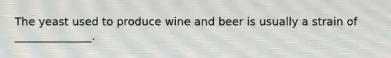 The yeast used to produce wine and beer is usually a strain of ______________.