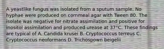 A yeastlike fungus was isolated from a sputum sample. No hyphae were produced on cornmeal agar with Tween 80. The isolate was negative for nitrate assimilation and positive for inositol assimilation and produced urease at 37°C. These findings are typical of A. Candida krusei B. Cryptococcus terreus C. Cryptococcus neoformans D. Trichospown beigelii