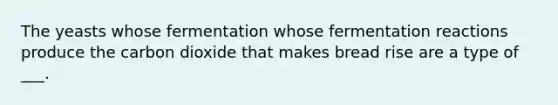 The yeasts whose fermentation whose fermentation reactions produce the carbon dioxide that makes bread rise are a type of ___.