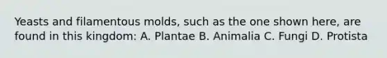 Yeasts and filamentous molds, such as the one shown here, are found in this kingdom: A. Plantae B. Animalia C. Fungi D. Protista