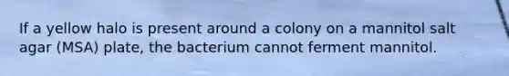 If a yellow halo is present around a colony on a mannitol salt agar (MSA) plate, the bacterium cannot ferment mannitol.