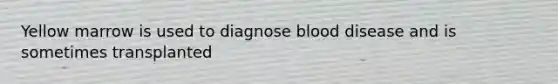 Yellow marrow is used to diagnose blood disease and is sometimes transplanted