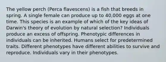 The yellow perch (Perca flavescens) is a fish that breeds in spring. A single female can produce up to 40,000 eggs at one time. This species is an example of which of the key ideas of Darwin's theory of evolution by natural selection? Individuals produce an excess of offspring. Phenotypic differences in individuals can be inherited. Humans select for predetermined traits. Different phenotypes have different abilities to survive and reproduce. Individuals vary in their phenotypes.