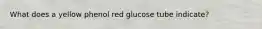 What does a yellow phenol red glucose tube indicate?