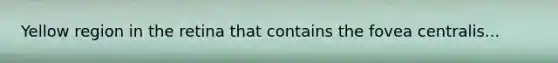 Yellow region in the retina that contains the fovea centralis...
