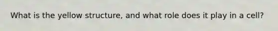 What is the yellow structure, and what role does it play in a cell?