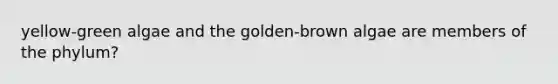 yellow-green algae and the golden-brown algae are members of the phylum?