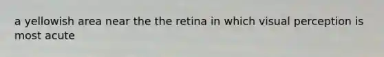 a yellowish area near the the retina in which visual perception is most acute