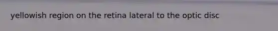 yellowish region on the retina lateral to the optic disc