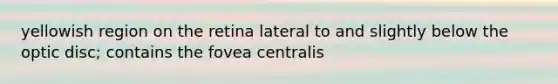 yellowish region on the retina lateral to and slightly below the optic disc; contains the fovea centralis