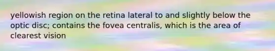 yellowish region on the retina lateral to and slightly below the optic disc; contains the fovea centralis, which is the area of clearest vision