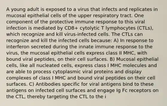 A young adult is exposed to a virus that infects and replicates in mucosal epithelial cells of the upper respiratory tract. One component of the protective immune response to this viral infection is mediated by CD8+ cytolytic T lymphocytes (CTLs), which recognize and kill virus-infected cells. The CTLs can recognize and kill the infected cells because: A) In response to interferon secreted during the innate immune response to the virus, the mucosal epithelial cells express class II MHC, with bound viral peptides, on their cell surfaces. B) Mucosal epithelial cells, like all nucleated cells, express class I MHC molecules and are able to process cytoplasmic viral proteins and display complexes of class I MHC and bound viral peptides on their cell surfaces. C) Antibodies specific for viral antigens bind to these antigens on infected cell surfaces and engage Ig Fc receptors on the CTL, thereby targeting the CTL to the i