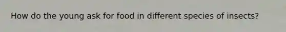 How do the young ask for food in different species of insects?