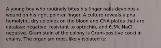 A young boy who routinely bites his finger nails develops a wound on his right pointer finger. A culture reveals alpha hemolytic, dry colonies on the blood and CNA plates that are catalase negative, resistant to optochin, and 6.5% NaCl negative. Gram stain of the colony is Gram-positive cocci in chains. The organism most likely isolated is: