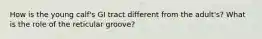 How is the young calf's GI tract different from the adult's? What is the role of the reticular groove?