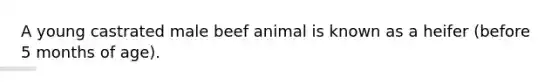 A young castrated male beef animal is known as a heifer (before 5 months of age).