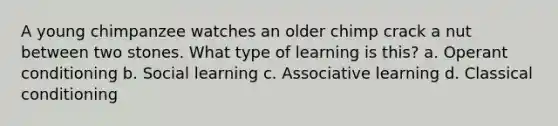 A young chimpanzee watches an older chimp crack a nut between two stones. What type of learning is this? a. Operant conditioning b. Social learning c. Associative learning d. Classical conditioning