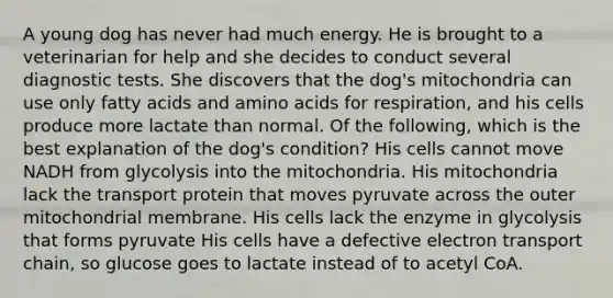 A young dog has never had much energy. He is brought to a veterinarian for help and she decides to conduct several diagnostic tests. She discovers that the dog's mitochondria can use only fatty acids and amino acids for respiration, and his cells produce more lactate than normal. Of the following, which is the best explanation of the dog's condition? His cells cannot move NADH from glycolysis into the mitochondria. His mitochondria lack the transport protein that moves pyruvate across the outer mitochondrial membrane. His cells lack the enzyme in glycolysis that forms pyruvate His cells have a defective electron transport chain, so glucose goes to lactate instead of to acetyl CoA.