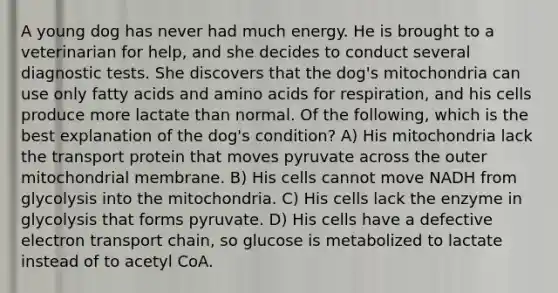 A young dog has never had much energy. He is brought to a veterinarian for help, and she decides to conduct several diagnostic tests. She discovers that the dog's mitochondria can use only fatty acids and amino acids for respiration, and his cells produce more lactate than normal. Of the following, which is the best explanation of the dog's condition? A) His mitochondria lack the transport protein that moves pyruvate across the outer mitochondrial membrane. B) His cells cannot move NADH from glycolysis into the mitochondria. C) His cells lack the enzyme in glycolysis that forms pyruvate. D) His cells have a defective electron transport chain, so glucose is metabolized to lactate instead of to acetyl CoA.