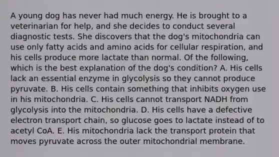 A young dog has never had much energy. He is brought to a veterinarian for help, and she decides to conduct several diagnostic tests. She discovers that the dog's mitochondria can use only fatty acids and amino acids for cellular respiration, and his cells produce more lactate than normal. Of the following, which is the best explanation of the dog's condition? A. His cells lack an essential enzyme in glycolysis so they cannot produce pyruvate. B. His cells contain something that inhibits oxygen use in his mitochondria. C. His cells cannot transport NADH from glycolysis into the mitochondria. D. His cells have a defective electron transport chain, so glucose goes to lactate instead of to acetyl CoA. E. His mitochondria lack the transport protein that moves pyruvate across the outer mitochondrial membrane.