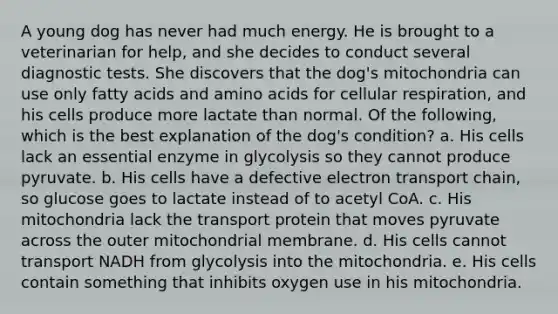 A young dog has never had much energy. He is brought to a veterinarian for help, and she decides to conduct several diagnostic tests. She discovers that the dog's mitochondria can use only fatty acids and amino acids for cellular respiration, and his cells produce more lactate than normal. Of the following, which is the best explanation of the dog's condition? a. His cells lack an essential enzyme in glycolysis so they cannot produce pyruvate. b. His cells have a defective electron transport chain, so glucose goes to lactate instead of to acetyl CoA. c. His mitochondria lack the transport protein that moves pyruvate across the outer mitochondrial membrane. d. His cells cannot transport NADH from glycolysis into the mitochondria. e. His cells contain something that inhibits oxygen use in his mitochondria.